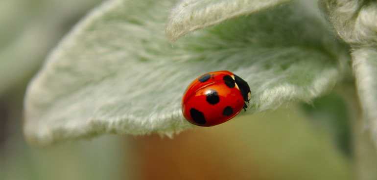 http://www.chilori.com/blog/archives/clm_ladybird.jpg