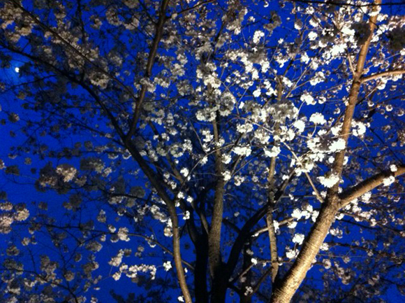 http://www.chilori.com/blog/archives/sakura01.jpg